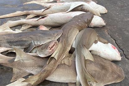 India shark catch