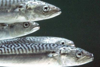 Iceland mackerel