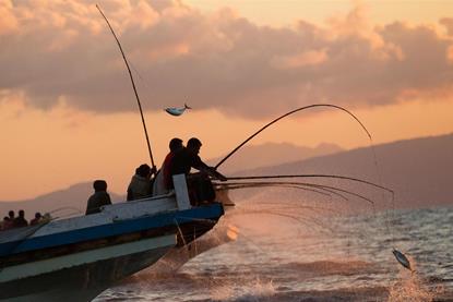 The sustainable development of Indonesia's pole and line and hand line tuna fishery should be proritised