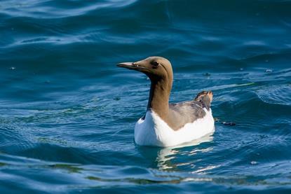 A generic picture of a guillemot on the water