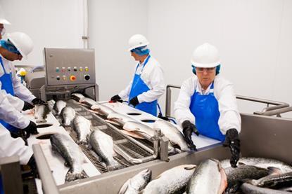 Fish processing