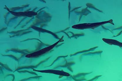 salmon smolt swimming around