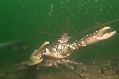 A lobster under the mussel farm run by Offshore Shellfish Ltd