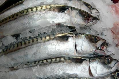 NEA mackerel