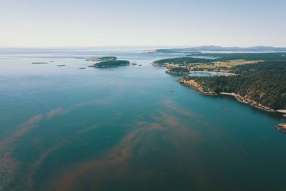 Algal Bloom