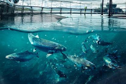 Co-op salmon