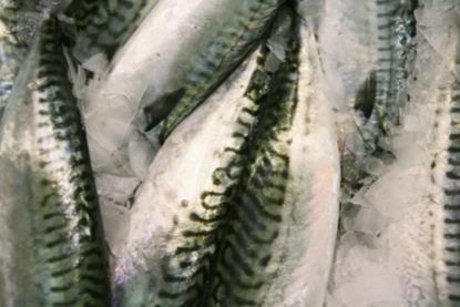 Northeast Atlantic mackerel