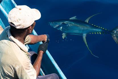 Indonesia handline tuna