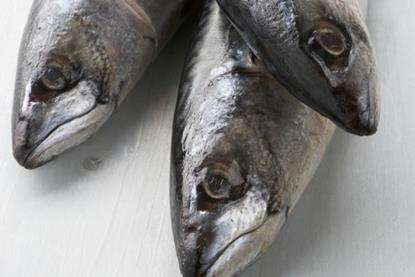 Northeast Atlantic mackerel