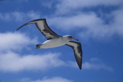 laysan-albatross