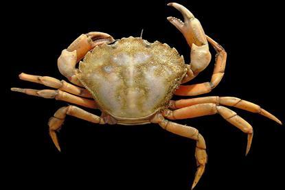 A close up image of the European Green Crab on a black background