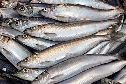North Sea herring