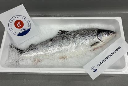 A whole Fuji Atlantic Salmon on ice