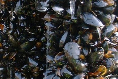 Scottish rope-grown mussels