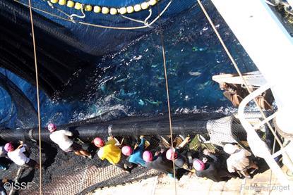 ISSF land-based tuna production