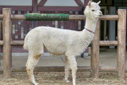 Alpaca in a zoo