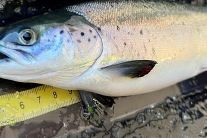 Nofima salmon health and development research