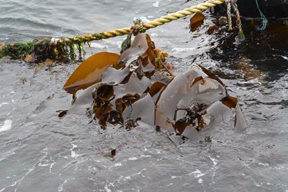 UK seaweed farming