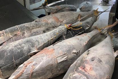 tuna