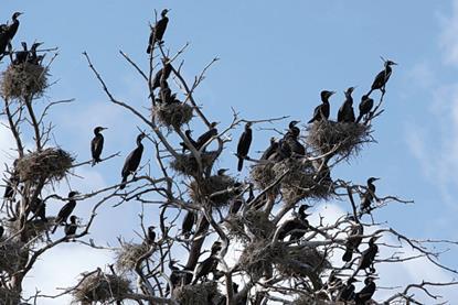 Great cormorants in a tree