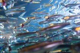 shutterstock_anchovies_1