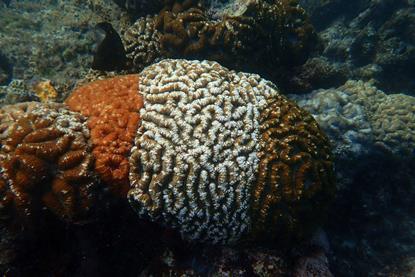 coral reef