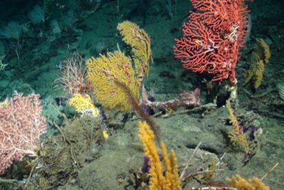 Seabed showing marine flora