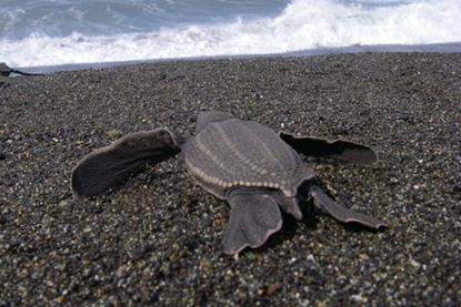 Leatherback turtle. Credit: NOAA