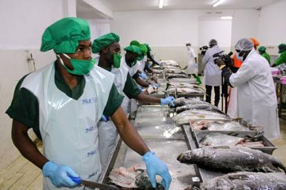 Workers in Tanzania processing fish