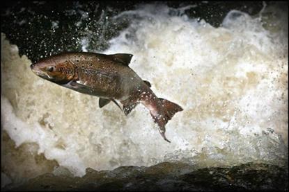 Wild Scottish salmon