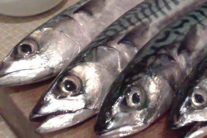 Iceland mackerel