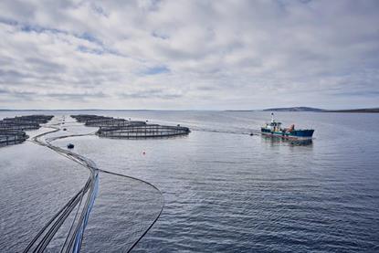 Salmon farming