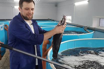 Sturgeon farming