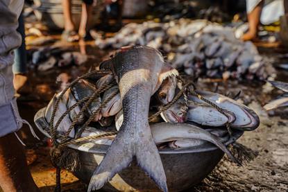 Bucket of Indian salmon