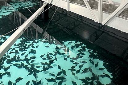 The Sande Seafarm project is pictured