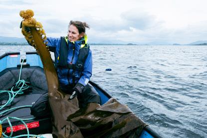 Report co-author Dr Kati Michalek examines some Saccorhiza polyschides growing at the SAMS seaweed farm