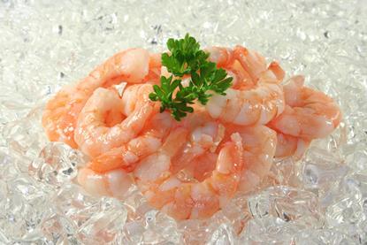 Shrimp