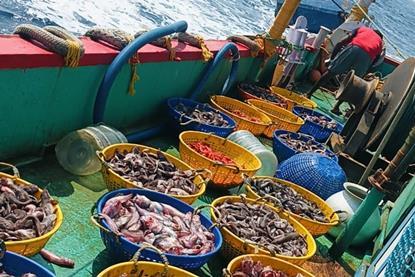 Baskets of fish on board a fishing vessel at sea