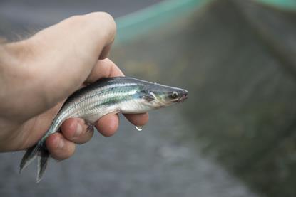 Juvenile pangasius