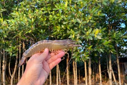 Vietnamese black tiger shrimp