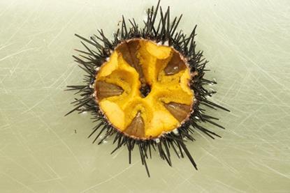 Sea urchin aquaculture project