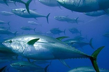 Echebastar tuna fishery has not met MSC certification requirements