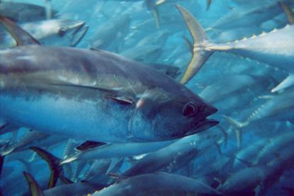 Southern bluefin tuna