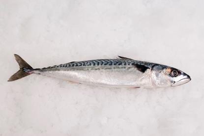 Mackerel