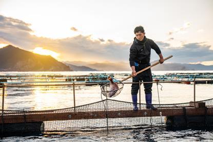 ASC certified red bream farm, Japan