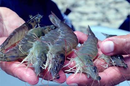 Ecuador shrimp