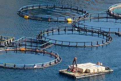 Salmon farm pens at sea
