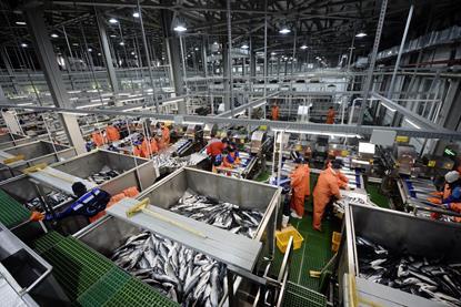 Russia fish processing