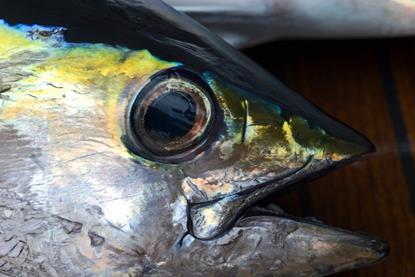 Yellowfin tuna