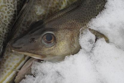 Cod caught more than 12 miles out to sea in the North East Arctic has retained its MSC certification